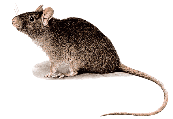 Rodent Removal Service Melbourne