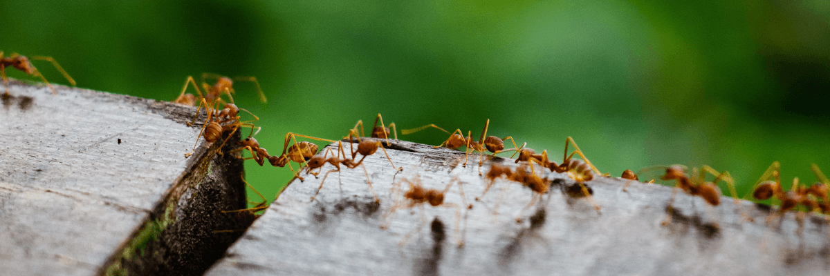 providing-ant-extermination-services-in-melbourne