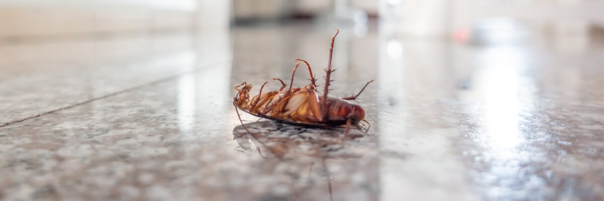 result of cockroach control service done in melbourne