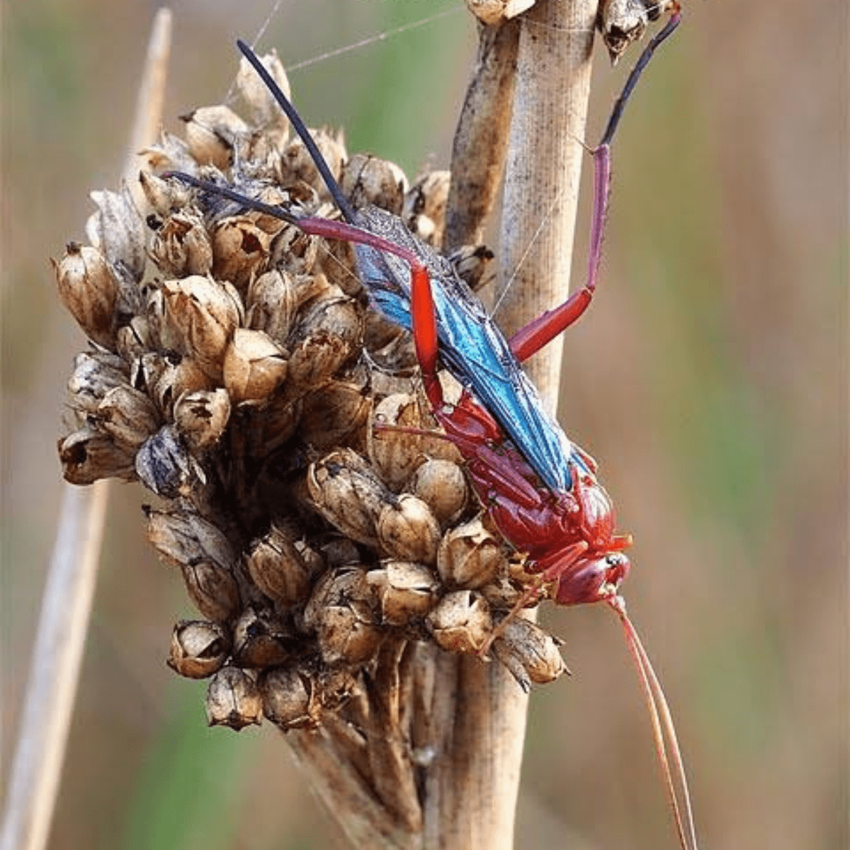Australian Hornet - Friendly Pest Control