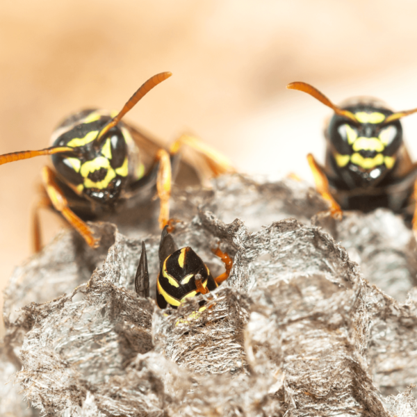 Paper nest wasps
