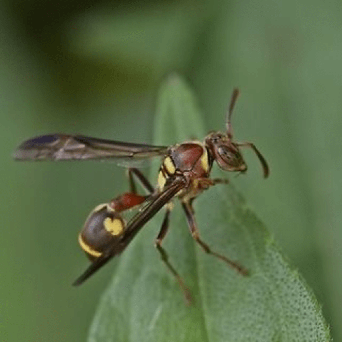 Australian Hornet - Friendly Pest Control