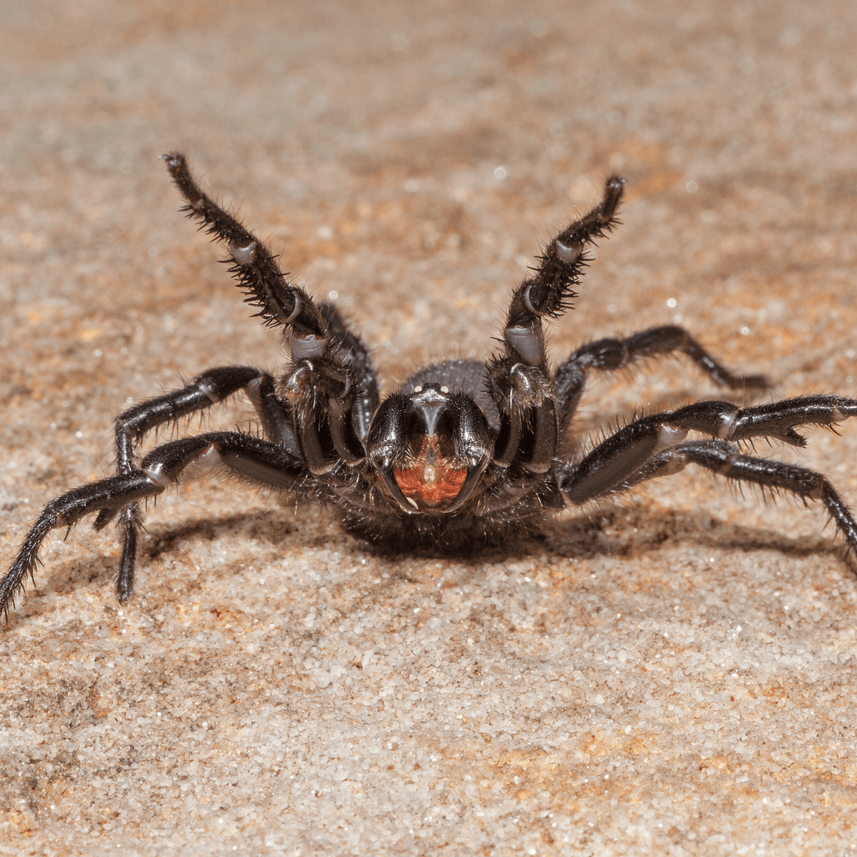 Australian Tarantula Friendly Pest Control Australian Tarantula Friendly Pest Control