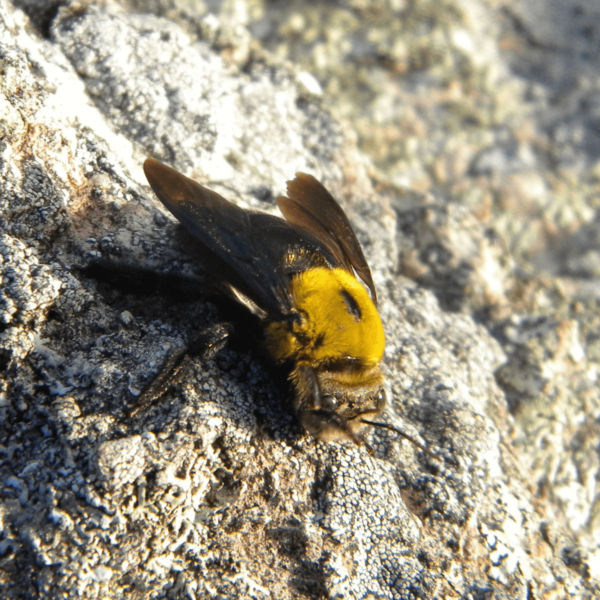 Yellow and Black Carpenter Bee