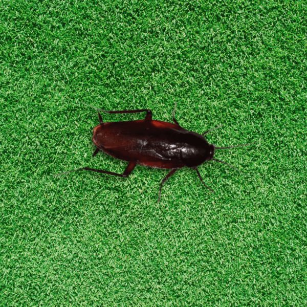 smokey-brown-cockroach