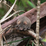 FAWN-FOOTED-MELOMYS
