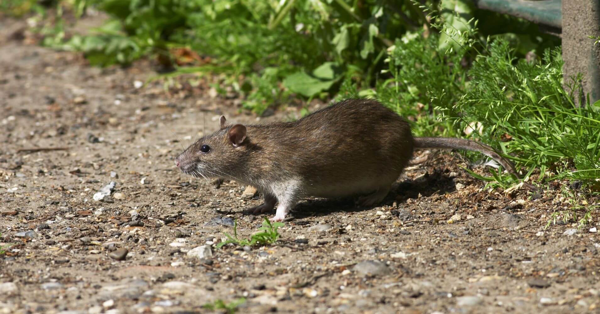 Norway Rat in Yard