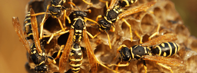 Wasp removal services get rid of these europeans wasps
